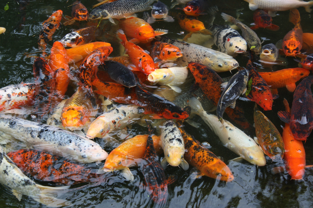 koi1.jpg