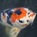 koi3.jpg