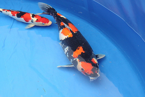 koi4.jpg