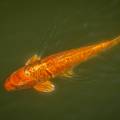 koi5.jpg